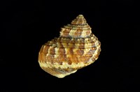 藏品(虎斑蠑螺)的圖片